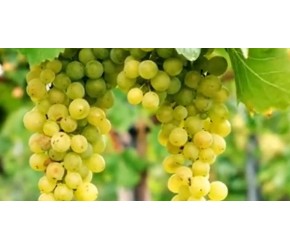 阳光玫瑰葡萄的种植揭秘