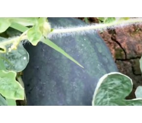 黑美人西瓜的种植技术