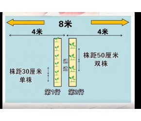 西瓜种植技术之--栽培密度