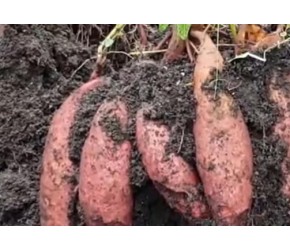 红薯高产种植技术