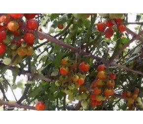 瀑布番茄种植技术