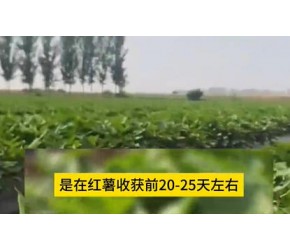 种植施肥小知识做好最后一次追肥