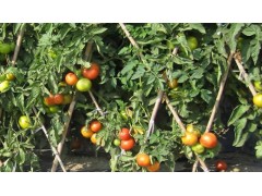 化州秋冬季番茄优质高效栽培技术
