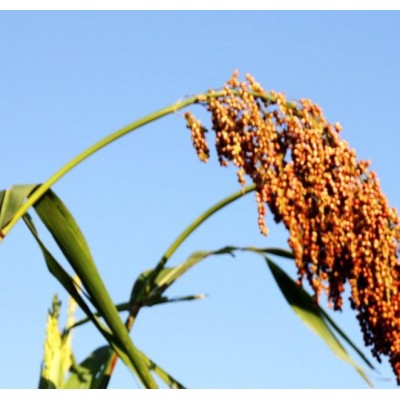 高粱价格 可来电询价图5