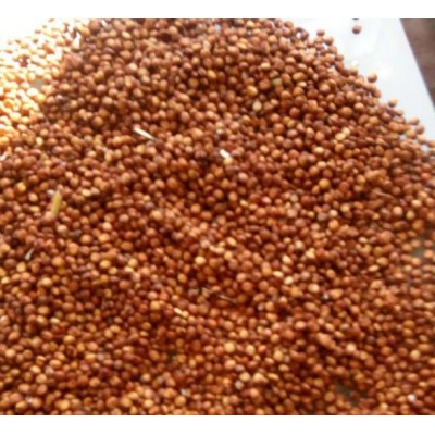 红高粱价格 欢迎询价图3