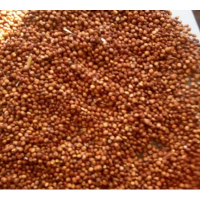 红高粱价格 欢迎询价