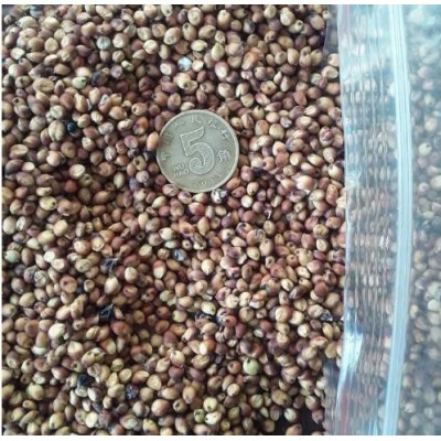 红高粱价格 欢迎询价图4