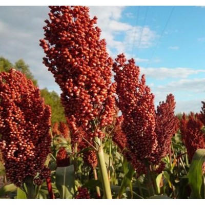 红高粱价格 欢迎询价图5