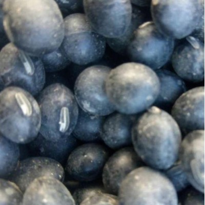 黑黄豆 电话了解报价图5