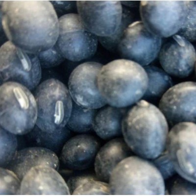 黑黄豆 电话了解报价图3