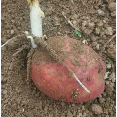 红土豆 价格面议