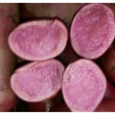 红土豆 价格面议图5