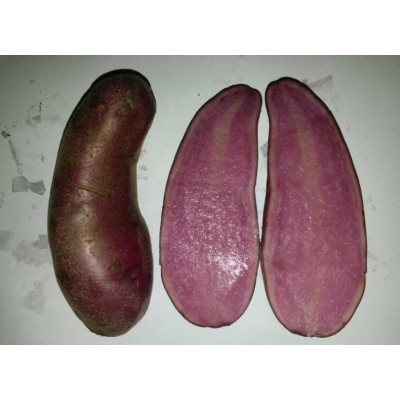 红土豆 价格面议图7