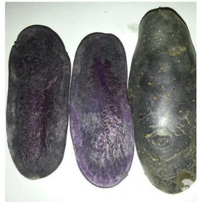 黑土豆 欢迎电话联系订货图3