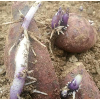 黑土豆 欢迎电话联系订货图4