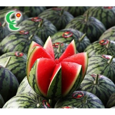 蜜童 小型无籽西瓜图5