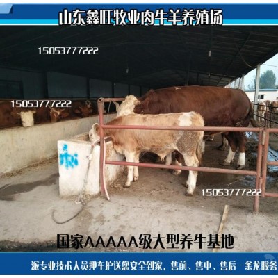 现在纯种小肉牛的价格图4