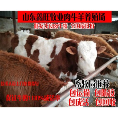 现在纯种小肉牛的价格图2