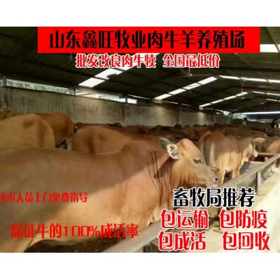 现在纯种小肉牛的价格图3