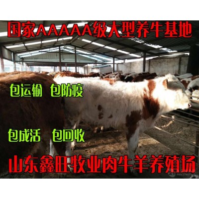 能买到黄牛种牛图4