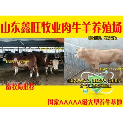 能买到黄牛种牛图2