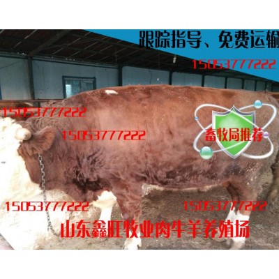 一头小肉牛苗的价格图3