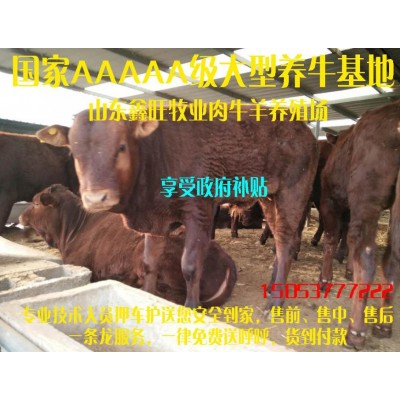 一头小肉牛苗的价格