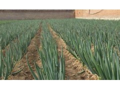 掌握这些技巧，轻松种出又粗又壮的大葱！