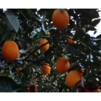 湖北脐橙批发图2