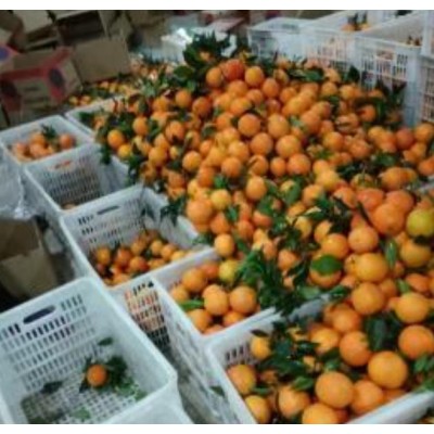 湖北脐橙批发图4