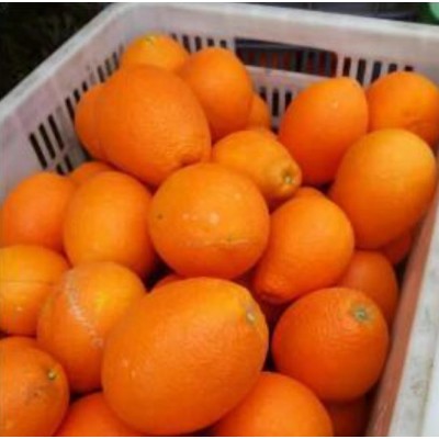 湖北脐橙批发图5