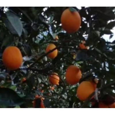 脐橙产地批发图2