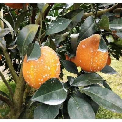 秭归纽荷尔批发代办图5