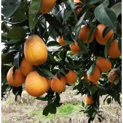 秭归纽荷尔批发代办图4