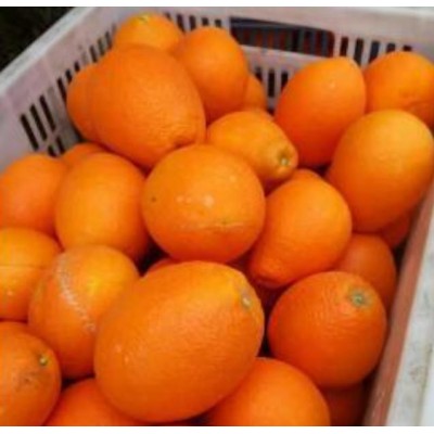 秭归纽荷尔批发代办图2