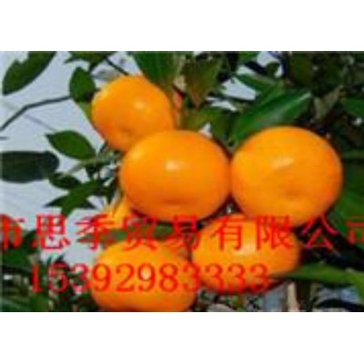 出口湖北蜜桔图3