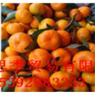 出口湖北蜜桔图2