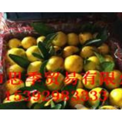 湖北桔子 湖北蜜桔图2