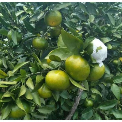 湖北桔子 湖北桔子图2