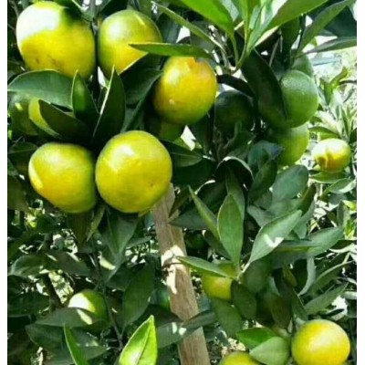 湖北桔子 湖北桔子图4