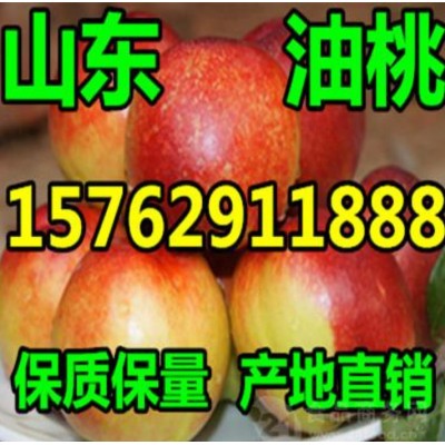 山东油桃便宜质量图5
