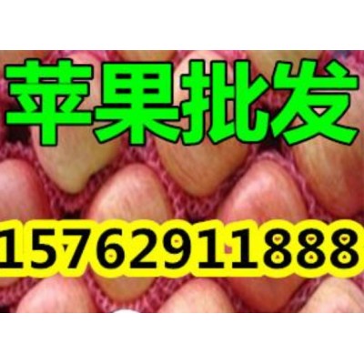 山东烟台红富士苹果 价格图5