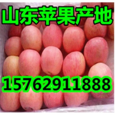 山东烟台红富士苹果 价格图3