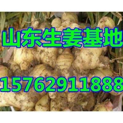 山东生姜产地价格图6