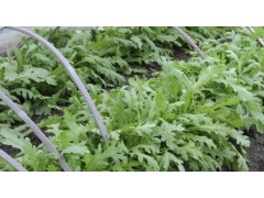 茼蒿种植全攻略：选对季节，种出鲜嫩好滋味