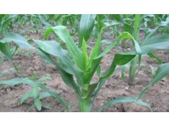 玉米粗缩病：识别矮化、叶条纹症状，综合控虫与选种防治