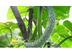 如何识别防治黄瓜黑星病？一文读懂专业全面指南