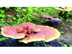 太行山上种“仙草” 灵寿县发展灵芝特色种植产业助力乡村振兴