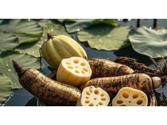 莲藕一般什么时间采摘？