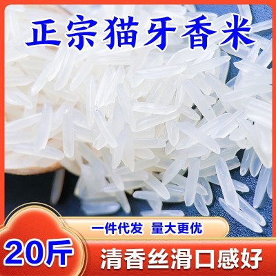 新米南方猫牙香米大米优质大米现磨煲仔饭农家长粒香米大米批发价图3